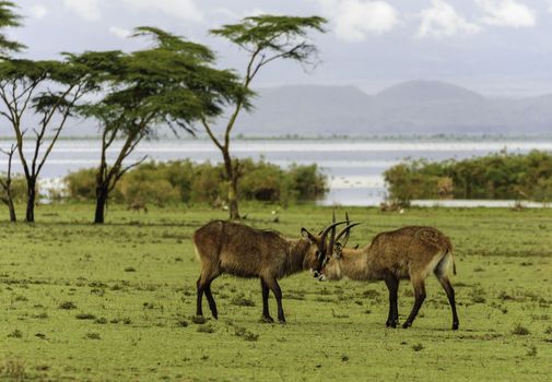 The fighting antilopes in Crescent island of Naivasha lake, Kenya.