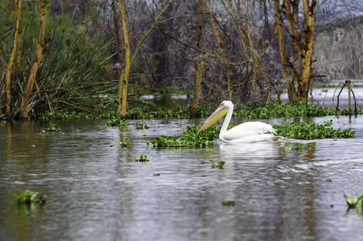 The pelican in Naivasha lake of Kenya.