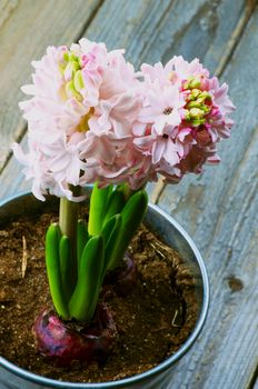 Two Beauty Pink Hyacinths in Tin Bucket close up on Rustic Wooden background