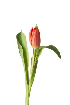 One separated tulip flower. Isolated on white.