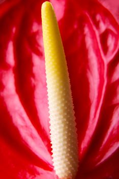 Close up on red fresh flower with petals.