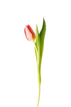 One separated tulip flower. Isolated on white.