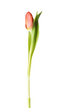 One separated tulip flower. Isolated on white.