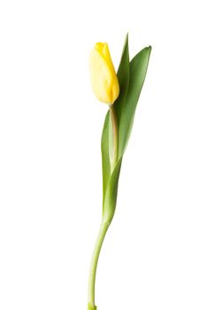 One separated tulip flower. Isolated on white.