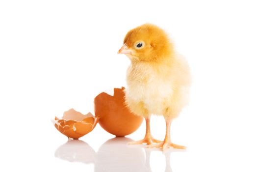 Small yellow chick with egg. Isolated on white.