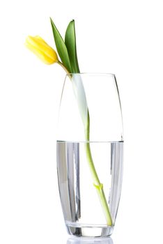 One separated tulip flower in wase with water. Isoalted on white.