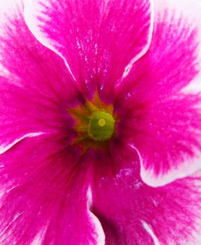 Close up on pink fresh flower. Over white background.