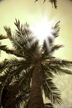 Sun rays through palm trees
