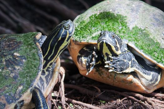 Painted turtle in wildlife on the waters edge