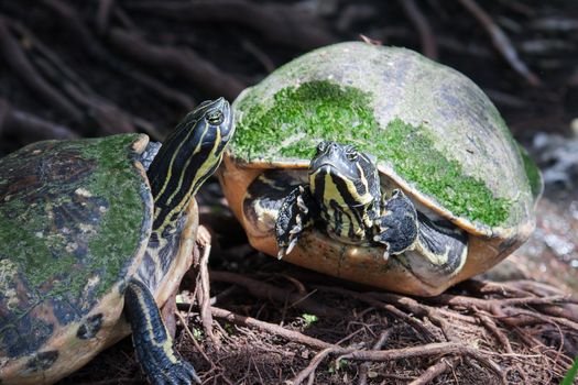 Painted turtle in wildlife on the waters edge