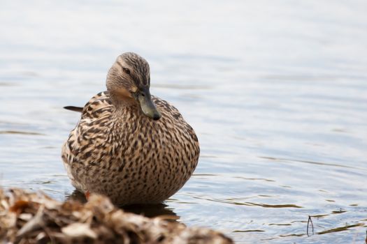 Female Mallard standing in the Grass sunning itself Female Mallard in the Grass sunning itself