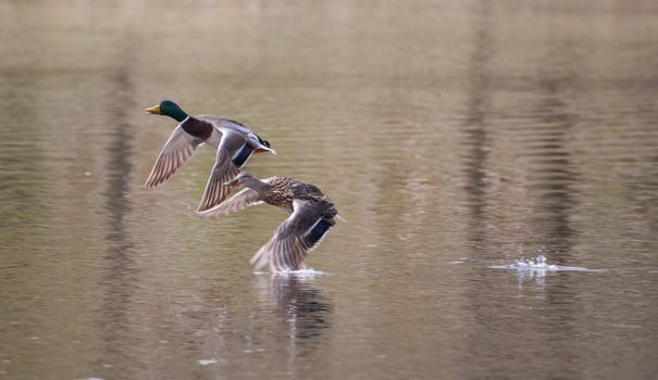 Male and Female Mallards in flight above lake in soft focus
