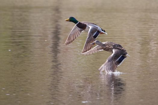 Male and Female Mallards in flight above lake