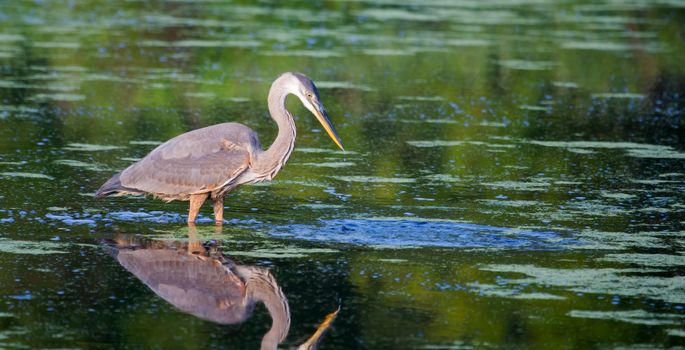 Great Blue Heron fishing in a pond in soft focus