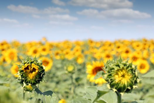 bright sunflower field summer season