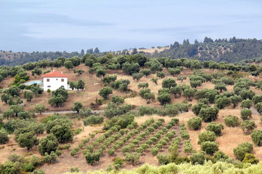 hills with olive trees landscape Greece