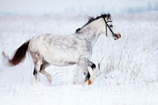 The gray mare runs in the field. Gray horse. The mare walks in the winter. Gray little horse. 