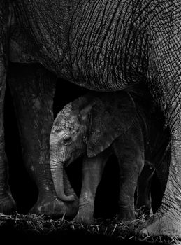 Baby elephant being protected by it's mother