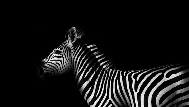 Monochrome side view of a wild African zebra
