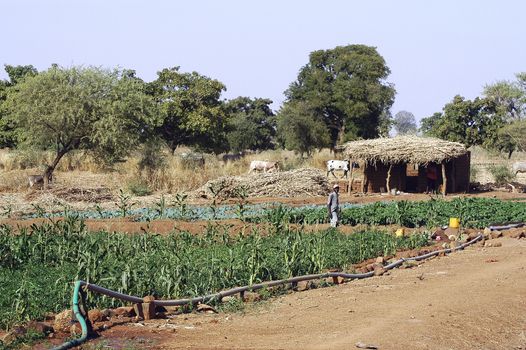 the vegetable crops in Burkina Faso is the main activity in the summer when there is rain to irrigate and make a reservation of nourishment for the year.
