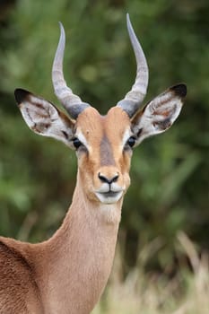 Young Impala antelope with large ears and horns