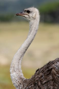 Female  ostrich bird with grey feathers and long neck