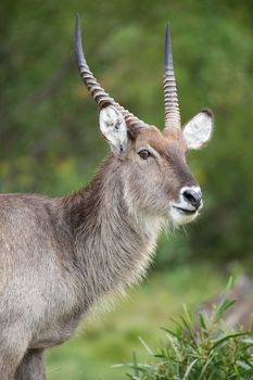 Waterbuck antelope male with shaggy coat and horns