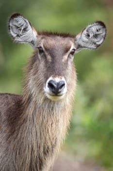 Portrait of a Waterbuck antelope with large erect ears