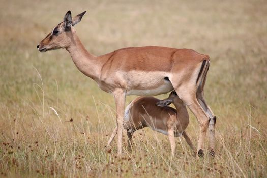 Impala young suckling from it's mother on the grassland in Africa