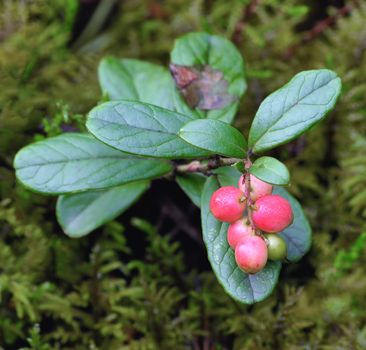 Foxberry on a  twig in the forest