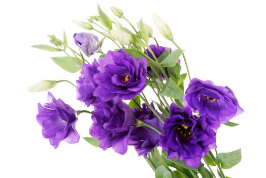 Bouquet of violet fresh flowers. Isolated on white.