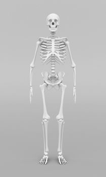 skeleton model on gray background
