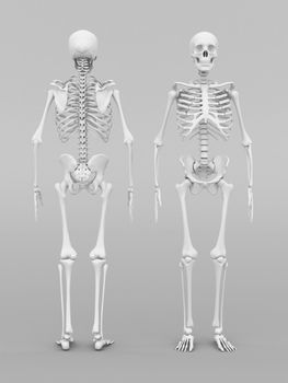 skeleton model on gray background