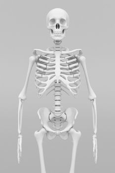skeleton model on gray background
