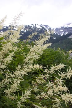 Mountain wildflowers in bloom.