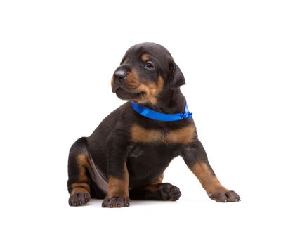 Doberman puppy in blue ribbon, isolated on white