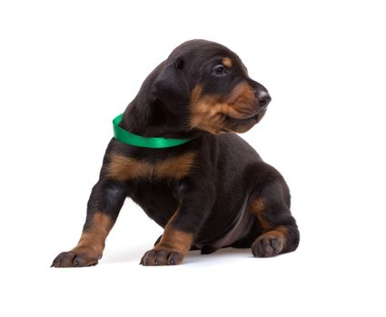 Doberman puppy in green ribbon, isolated on white