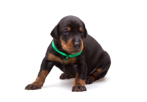 Doberman puppy in green ribbon, isolated on white