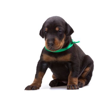 Doberman puppy in green ribbon, isolated on white