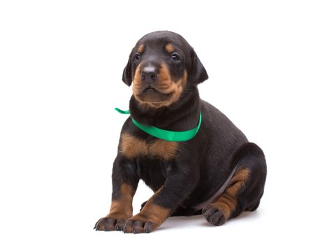 Doberman puppy in green ribbon, isolated on white