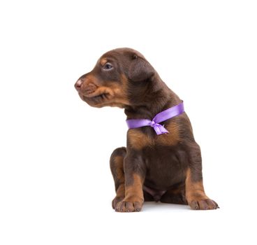 Doberman puppy in violet ribbon, isolated on white