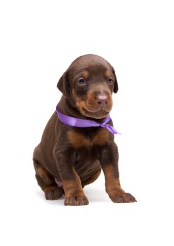 Doberman puppy in violet ribbon, isolated on white