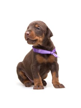 Doberman puppy in violet ribbon, isolated on white