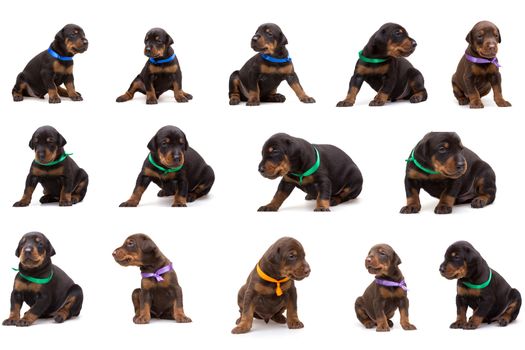 Set of doberman dog litter, puppies in coloured ribbons