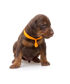 Doberman puppy in yellow ribbon, isolated on white