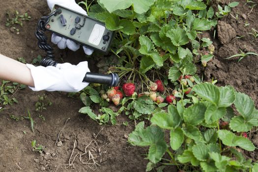 Measuring radiation levels of fruits