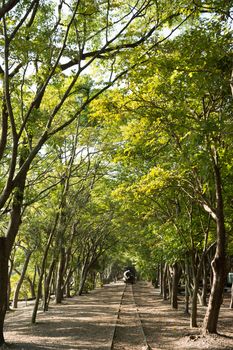 Forest with railroad, shot at Luodong Forestry Culture Garden, Yilan, Taiwan, Asia.