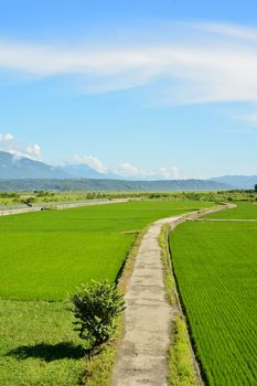 Rice farm in the country, Hualien, Taiwan, Asia