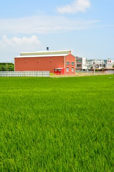 Rice farm in the country, Hualien, Taiwan, Asia