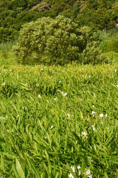 Ginger lily farm, photo shot at Manzhou Township, Pingtung County.